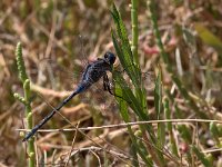 maudoc.com • Frecciazzurra meridionale - Orthetrum trinacria •  IMG_7722.jpg : Libellula