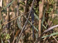 maudoc.com • Frecciazzurra meridionale - Orthetrum trinacria •  IMG_7729.jpg : Libellula