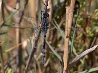 maudoc.com • Frecciazzurra meridionale - Orthetrum trinacria •  IMG_7735.jpg : Libellula