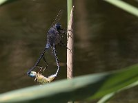 maudoc.com • Frecciazzurra meridionale - Orthetrum trinacria •  IMG_7825.jpg : Libellula