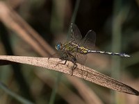 maudoc.com • Frecciazzurra meridionale - Orthetrum trinacria •  IMG_7859.jpg : Libellula