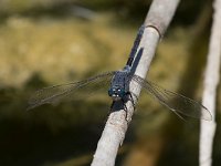 Frecciazzurra meridionale - Orthetrum trinacria