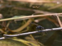 maudoc.com • Frecciazzurra meridionale - Orthetrum trinacria •  IMG_8472.jpg : Libellula