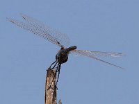 maudoc.com • Freccianera - Selysiothemis nigra •  IMG_6772.jpg : Libellula