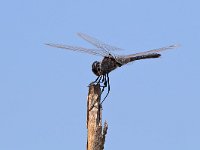 maudoc.com • Freccianera - Selysiothemis nigra •  IMG_6775.jpg : Libellula