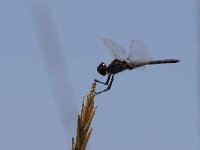 maudoc.com • Freccianera - Selysiothemis nigra •  IMG_6793.jpg : Libellula