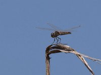 maudoc.com • Freccianera - Selysiothemis nigra •  IMG_6795.jpg : Libellula