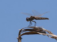 maudoc.com • Freccianera - Selysiothemis nigra •  IMG_6805.jpg : Libellula