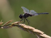 maudoc.com • Freccianera - Selysiothemis nigra •  IMG_6819.jpg : Libellula