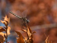 maudoc.com • Freccianera - Selysiothemis nigra •  IMG_6978.jpg : Libellula