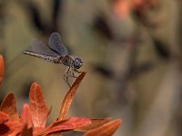 maudoc.com • Freccianera - Selysiothemis nigra •  IMG_6981.jpg : Libellula