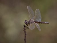 maudoc.com • Freccianera - Selysiothemis nigra •  IMG_7878.jpg : Libellula