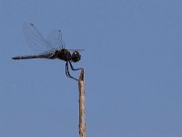 maudoc.com • Freccianera - Selysiothemis nigra •  IMG_8042.jpg : Libellula