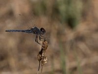 maudoc.com • Freccianera - Selysiothemis nigra •  IMG_8052.jpg : Libellula