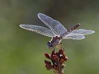 maudoc.com • Freccianera - Selysiothemis nigra •  IMG_8177.jpg : Libellula