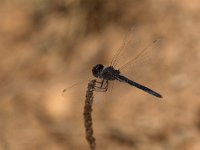 Freccianera - Selysiothemis nigra