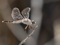 maudoc.com • Freccianera - Selysiothemis nigra •  IMG_8455.jpg : Libellula