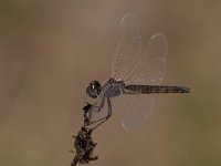 maudoc.com • Freccianera - Selysiothemis nigra •  IMG_8458.jpg : Libellula