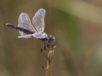 maudoc.com • Freccianera - Selysiothemis nigra •  IMG_8480.jpg : Libellula