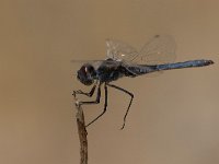 maudoc.com • Freccianera - Selysiothemis nigra •  IMG_8487.jpg : Libellula