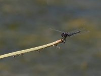 maudoc.com • Freccianera - Selysiothemis nigra •  IMG_8513.jpg : Libellula