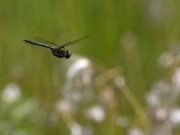 maudoc.com • Smeralda artica - Somatochlora arctica •  IMG_2287.jpg : Libellula