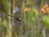 maudoc.com • Smeralda artica - Somatochlora arctica •  IMG_2482.jpg : Libellula