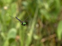 maudoc.com • Smeralda artica - Somatochlora arctica •  IMG_2494.jpg : Libellula