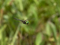 Smeralda artica - Somatochlora arctica