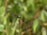 maudoc.com • Smeralda artica - Somatochlora arctica •  IMG_2499.jpg : Libellula