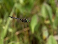 maudoc.com • Smeralda artica - Somatochlora arctica •  IMG_2502.jpg : Libellula