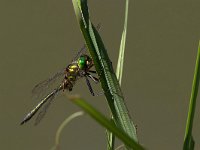 Splendente metallica - Somatochlora metallica