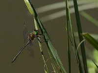 maudoc.com • Splendente metallica - Somatochlora metallica •  IMG_3557.jpg : Libellula