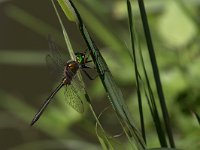 maudoc.com • Splendente metallica - Somatochlora metallica •  IMG_3565.jpg : Libellula