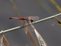 Cardinale padano - Sympetrum depressiusculum