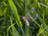maudoc.com • Cardinale padano - Sympetrum depressiusculum •  IMG_4008.jpg : Libellula