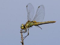 maudoc.com • Cardinale venerosse - Sympetrum fonscolombii •  IMG_0149.jpg : Libellula