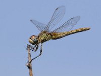 maudoc.com • Cardinale venerosse - Sympetrum fonscolombii •  IMG_0158.jpg : Libellula