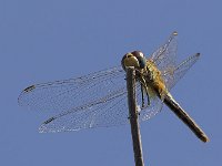 maudoc.com • Cardinale venerosse - Sympetrum fonscolombii •  IMG_0160.jpg : Libellula