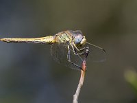 maudoc.com • Cardinale venerosse - Sympetrum fonscolombii •  IMG_0222.jpg : Libellula