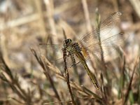 maudoc.com • Cardinale venerosse - Sympetrum fonscolombii •  IMG_0298.jpg : Libellula