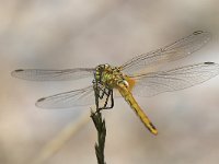 maudoc.com • Cardinale venerosse - Sympetrum fonscolombii •  IMG_0305.jpg : Libellula