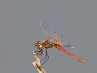 maudoc.com • Cardinale venerosse - Sympetrum fonscolombii •  IMG_0335.jpg : Libellula