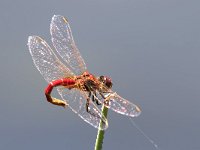 maudoc.com • Cardinale venerosse - Sympetrum fonscolombii •  IMG_0415.jpg : Libellula