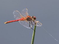 maudoc.com • Cardinale venerosse - Sympetrum fonscolombii •  IMG_0416.jpg : Libellula