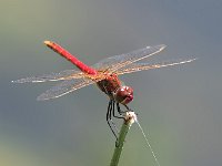 maudoc.com • Cardinale venerosse - Sympetrum fonscolombii •  IMG_0424.jpg : Libellula