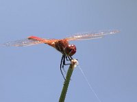 maudoc.com • Cardinale venerosse - Sympetrum fonscolombii •  IMG_0426.jpg : Libellula