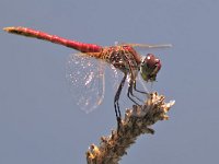 maudoc.com • Cardinale venerosse - Sympetrum fonscolombii •  IMG_0432.jpg : Libellula