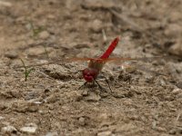 maudoc.com • Cardinale venerosse - Sympetrum fonscolombii •  IMG_1892.jpg