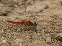 maudoc.com • Cardinale venerosse - Sympetrum fonscolombii •  IMG_1894.jpg